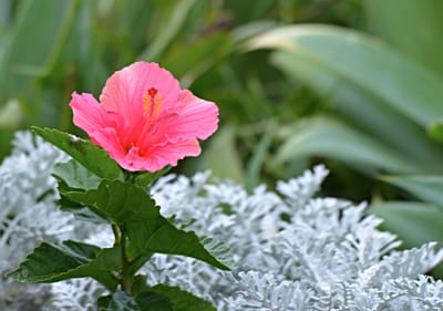 e DSC_0114.jpg