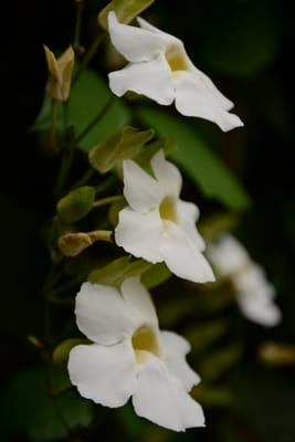 DSC_6457.JPG