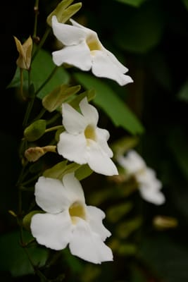 DSC_6458.JPG