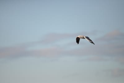 DSC_9241.JPG