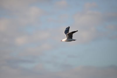 DSC_9242.JPG