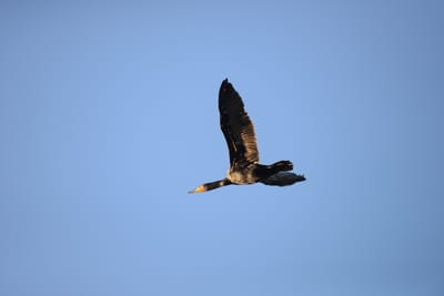 DSC_9483.JPG