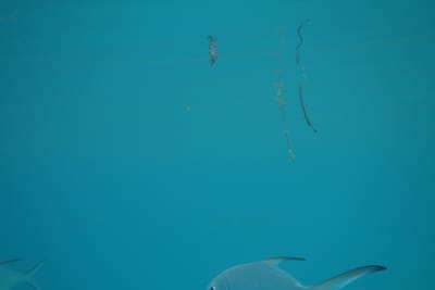DSC03868.JPG