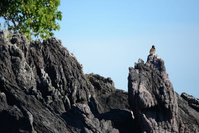 DSC_9920.JPG