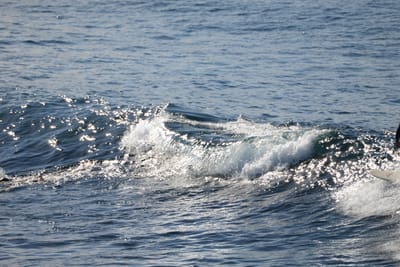 DSC_2926.JPG