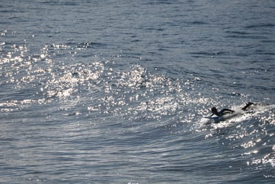 DSC_2952.JPG
