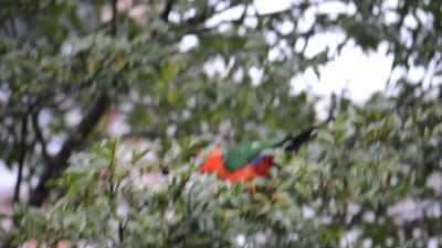 DSC_2989.MOV