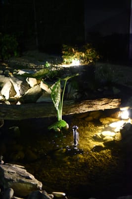 DSC_2010.JPG