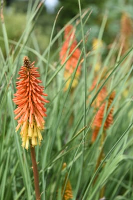 DSC_0726.JPG