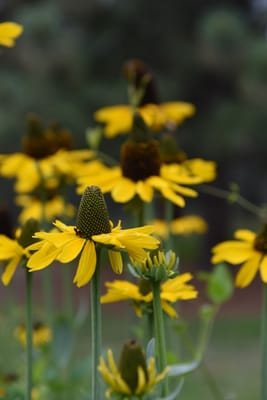 DSC_0749.JPG