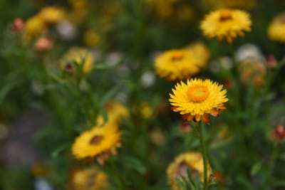 DSC_0767.JPG