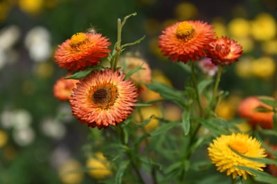 DSC_0770.JPG