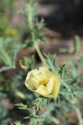 DSC_0785.JPG