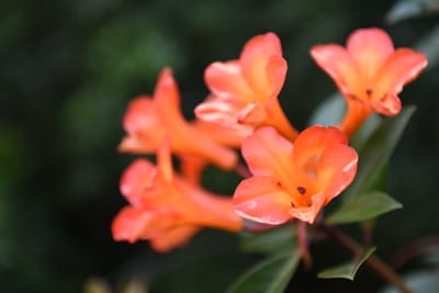 DSC_0806.JPG