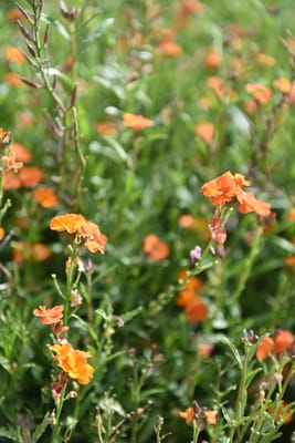 DSC_0809.JPG