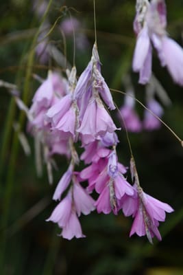 DSC_0810.JPG