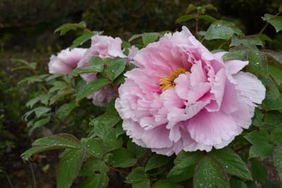 DSC_3764.JPG