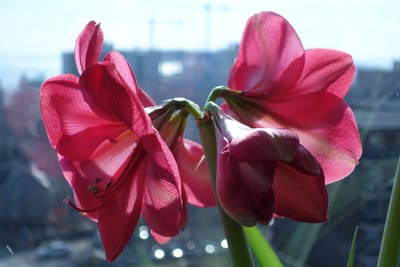 DSC08340.JPG