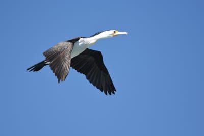 DSC_8562.JPG
