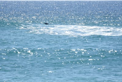 DSC_9069.JPG