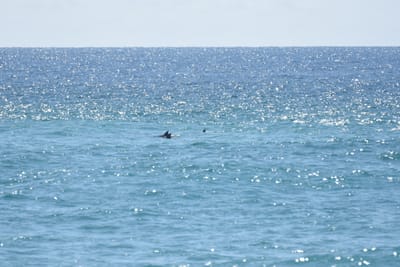 DSC_9071.JPG