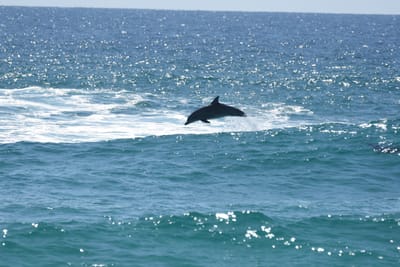 DSC_9085.JPG