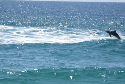 DSC_9087.JPG
