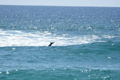 DSC_9091.JPG