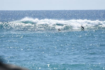 DSC_9235.JPG