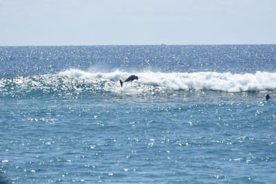 DSC_9241.JPG