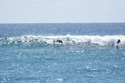 DSC_9243.JPG