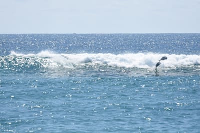 DSC_9245.JPG