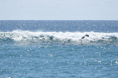 DSC_9246.JPG