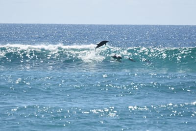 DSC_9257.JPG