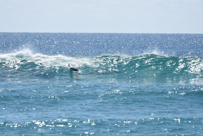 DSC_9263.JPG