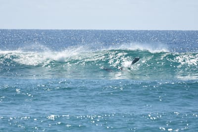 DSC_9265.JPG