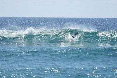 DSC_9266.JPG