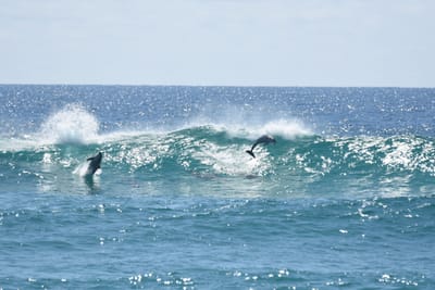 DSC_9268.JPG