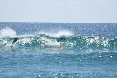 DSC_9269.JPG