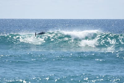 DSC_9272.JPG