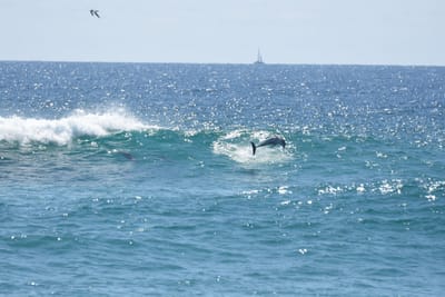 DSC_9290.JPG