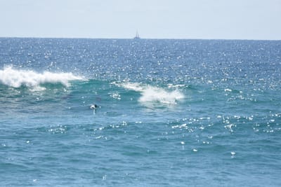 DSC_9293.JPG