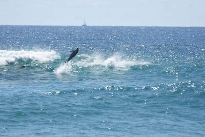 DSC_9294.JPG
