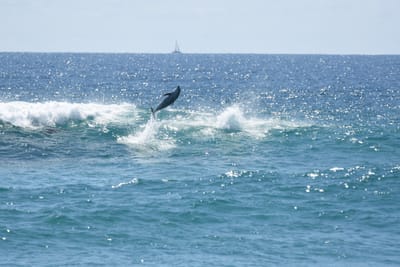 DSC_9295.JPG