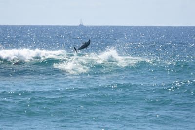 DSC_9296.JPG