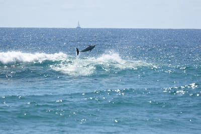 DSC_9297.JPG