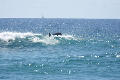 DSC_9299.JPG