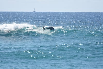 DSC_9300.JPG