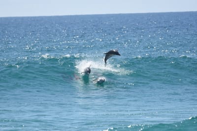 DSC_9306.JPG