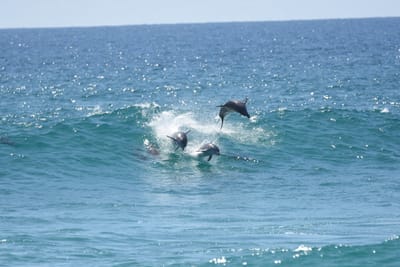 DSC_9307.JPG